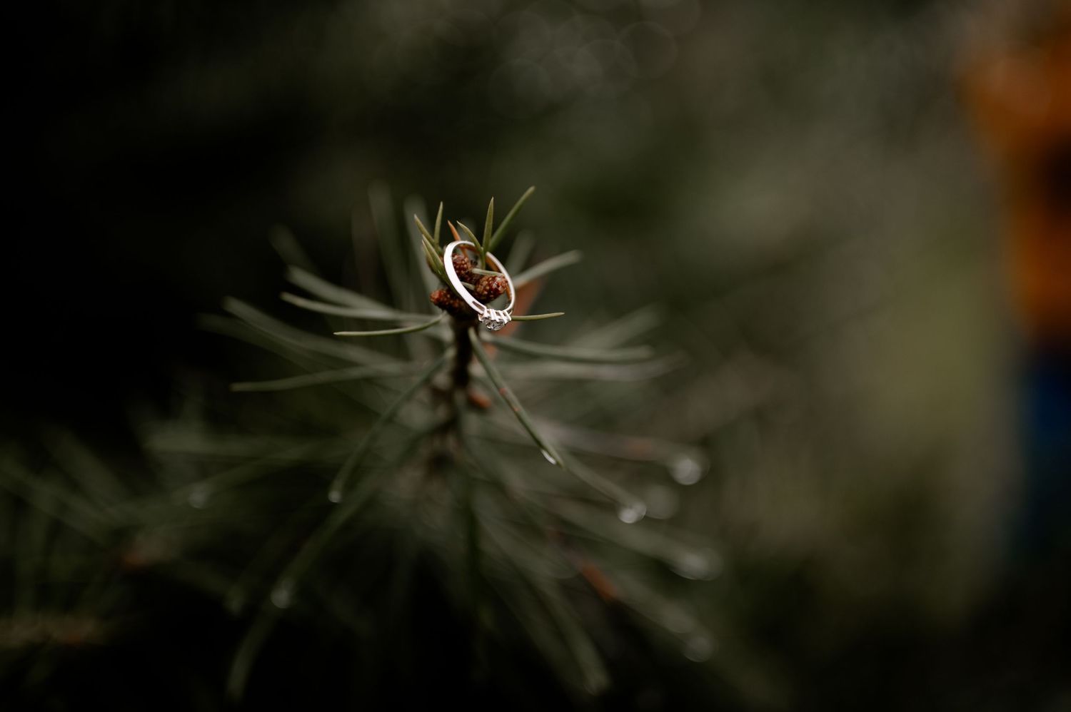 Eine Serie von Makrofotografien, die einen Ring auf zarten Tannennadeln aus verschiedenen Blickwinkeln und in unterschiedlichen Kompositio