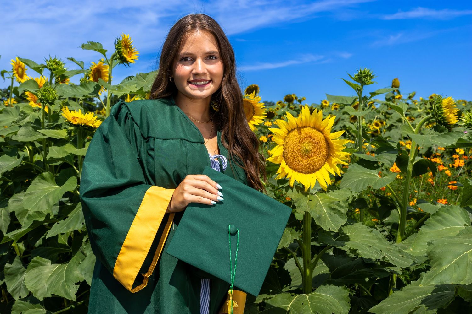 Schalick High School female Grad in cap and gown standing in a field of sunflowers. Salem and Gloucester County Senior Portrait Photographer