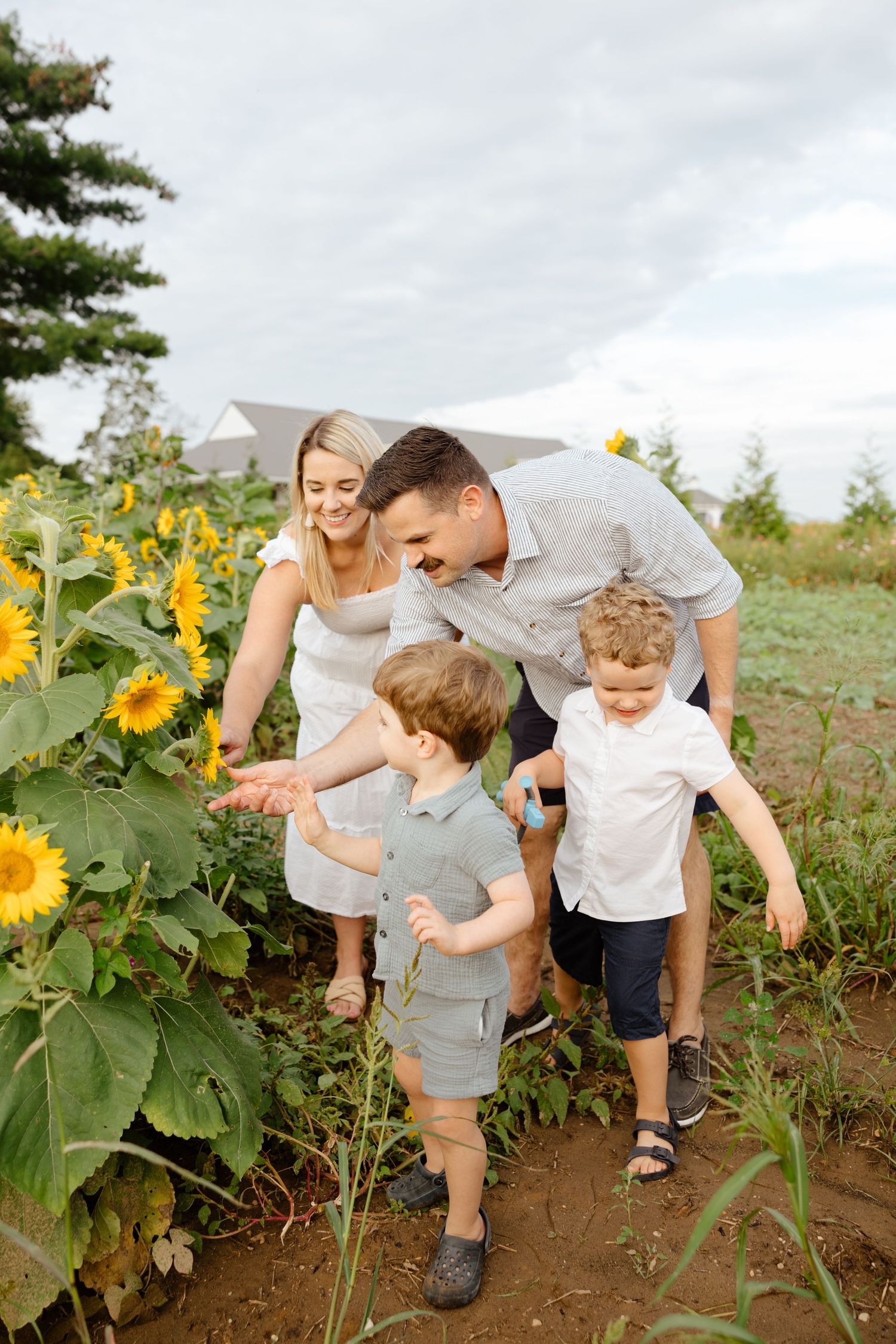 Family exploring sunflower field together on sunny summer day as they walk between tall stalks.