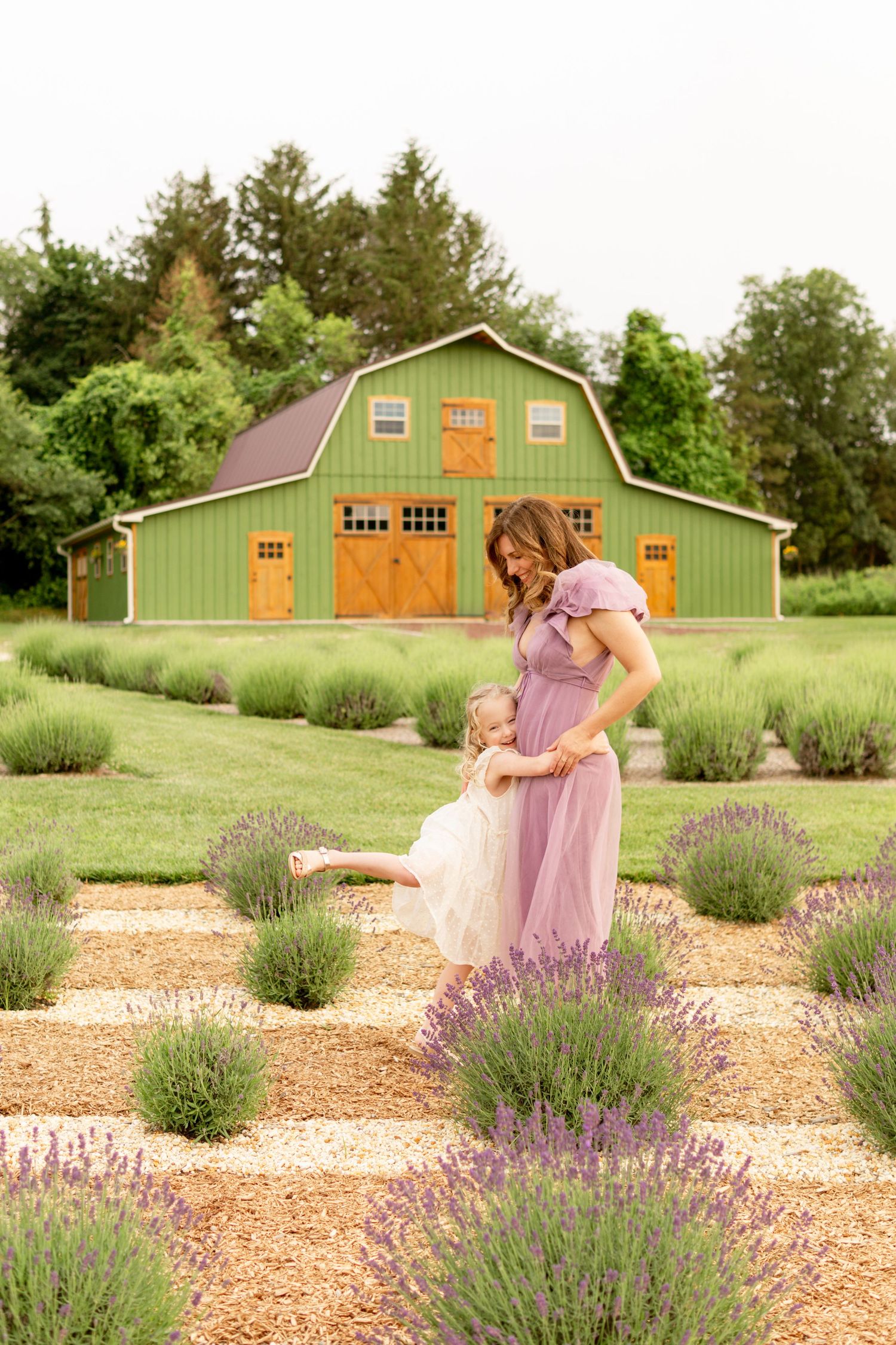 A green barn provides a rustic backdrop to blooming lavender fields on a summer day at a farm.