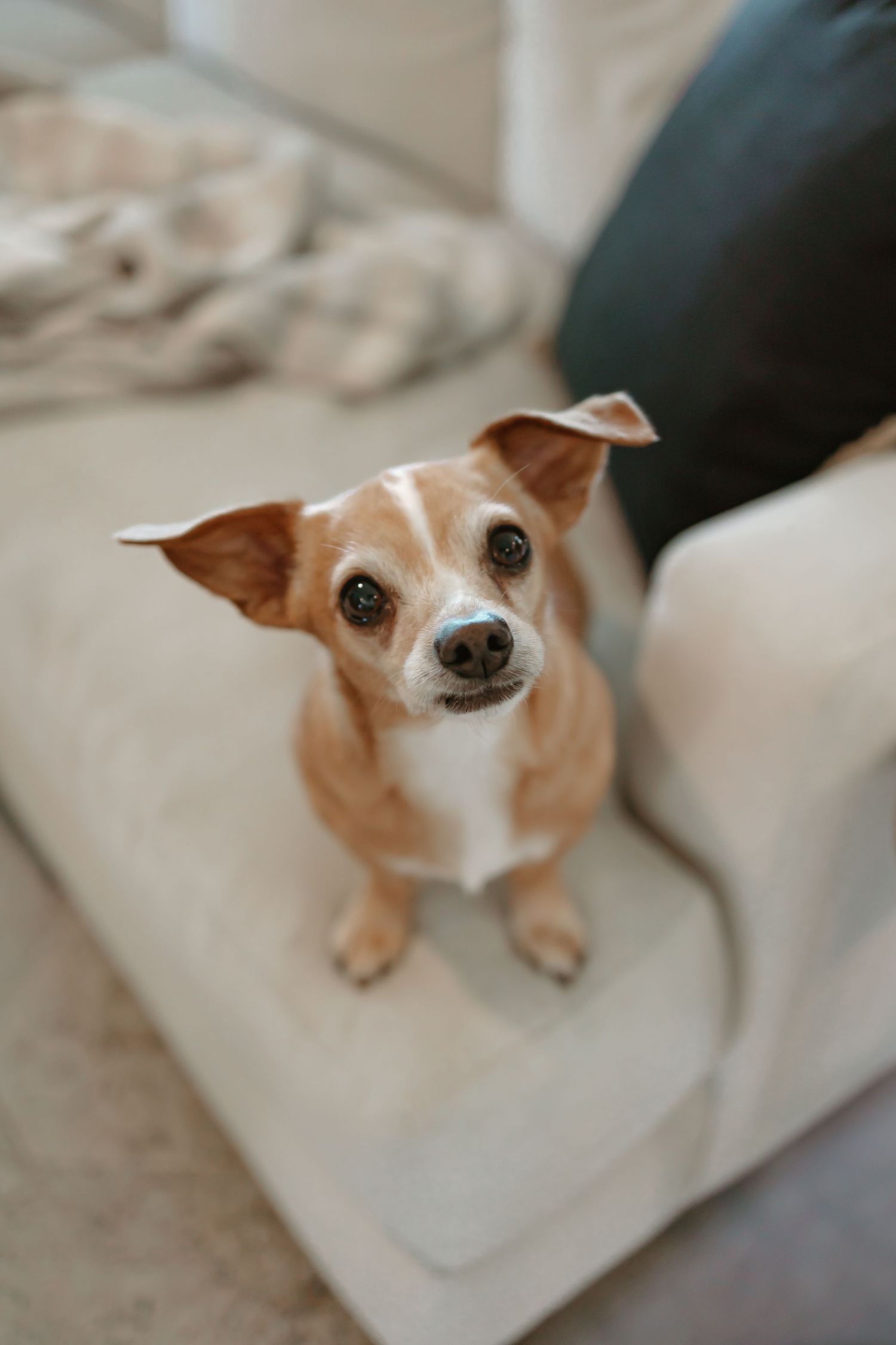 A brown and white Chihuahua dog resting on a white couch cushion.