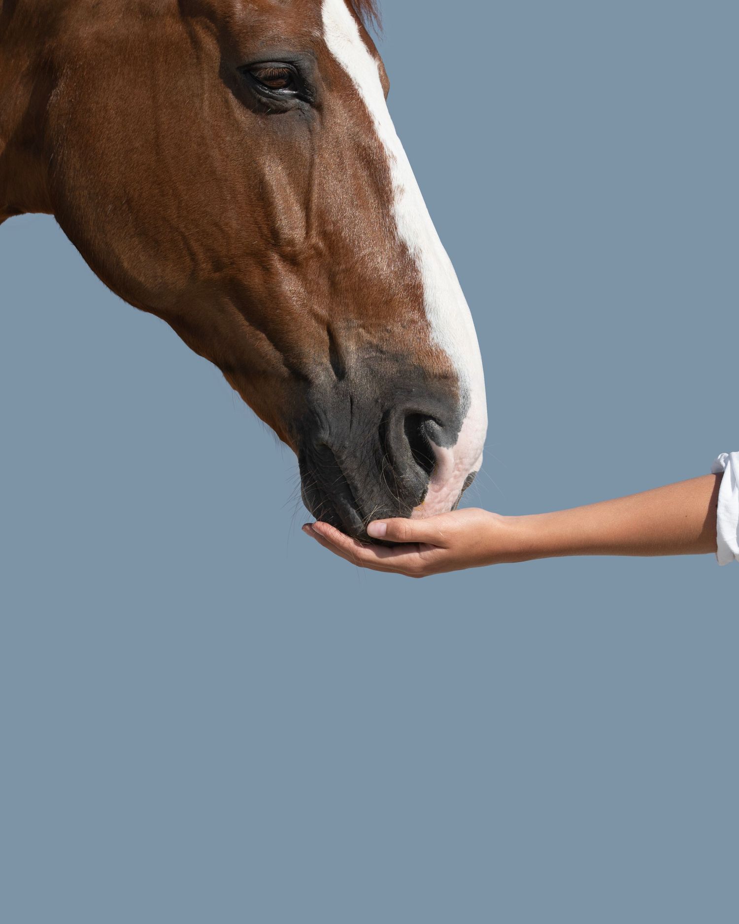 equestrian portraiture