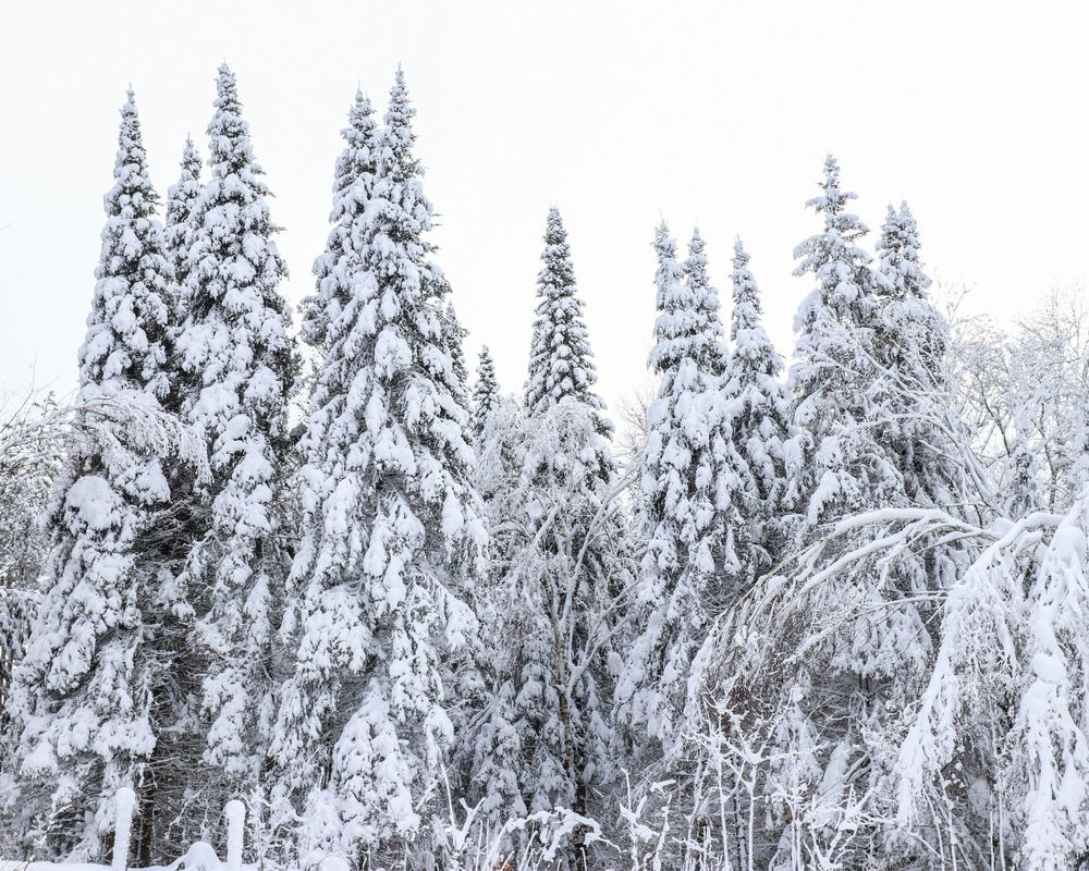 Photograph of snowy pine trees in winter