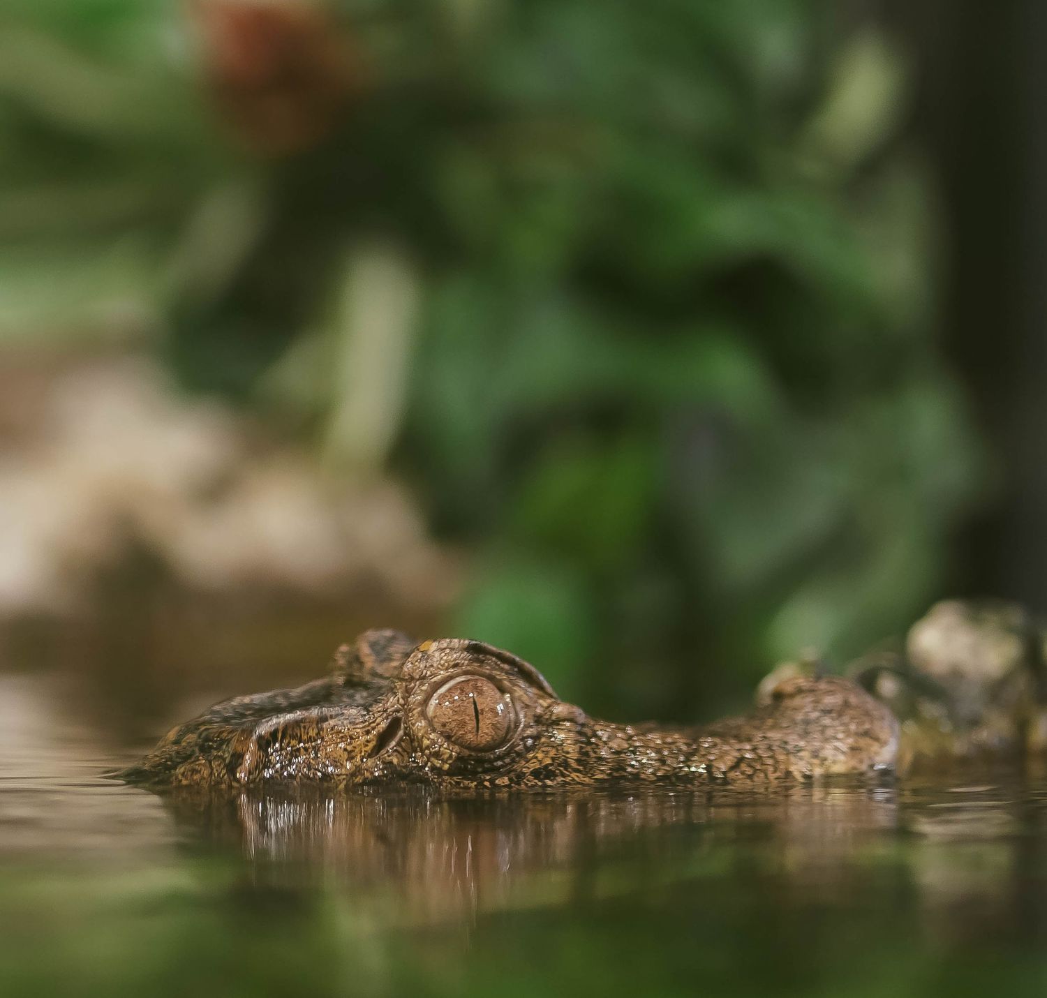 Close-up of a crocodile's head partially submerged in murky water.