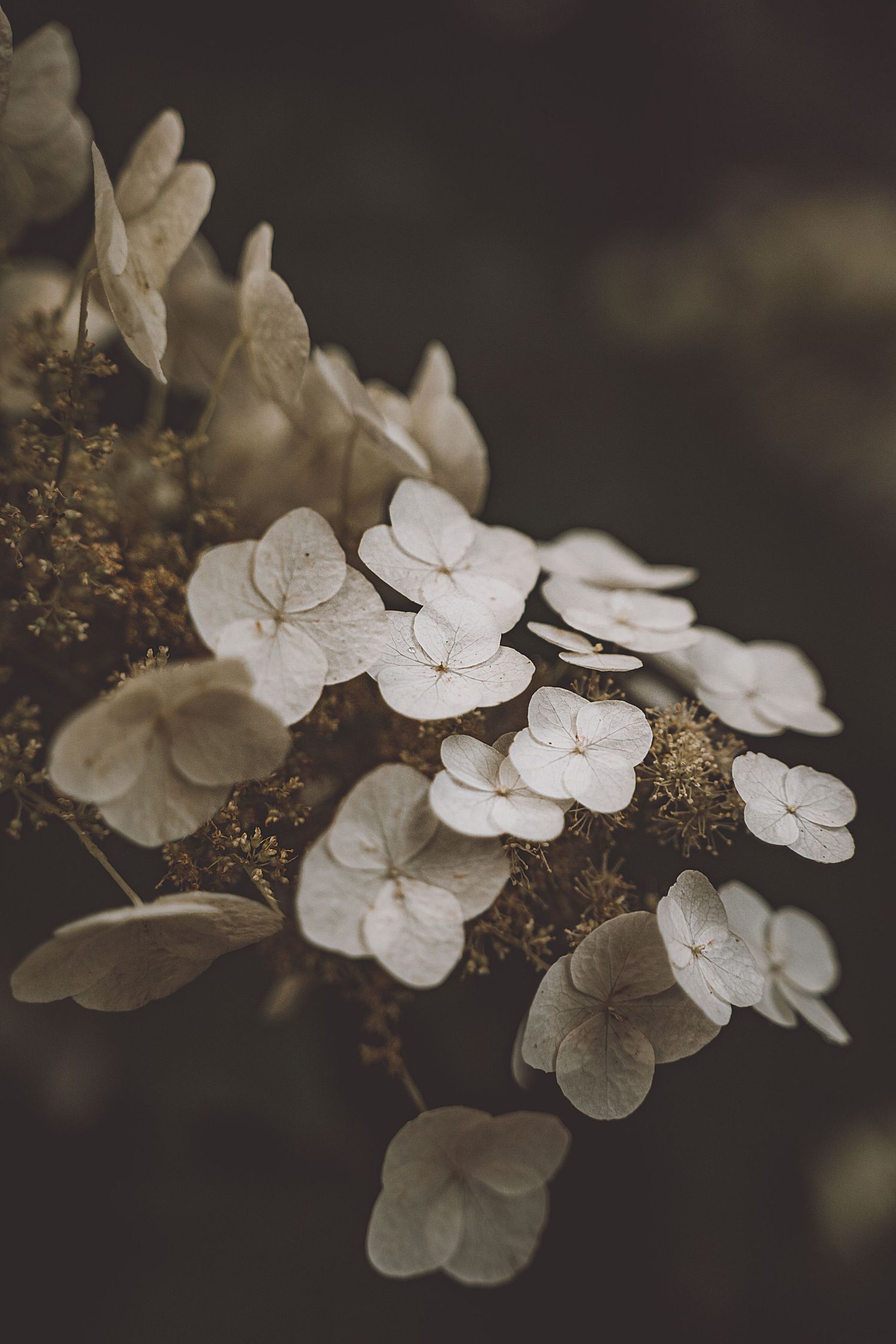 Wall art, landschapfotografie, Natuur fotografie, magische prints, mystieke prints, dreamy wall art