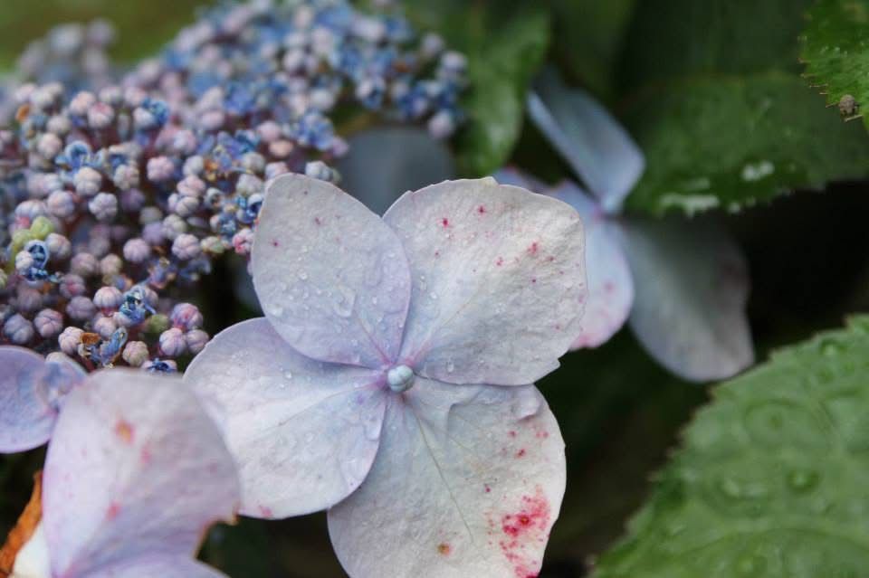 Hydrangeas! You work hard in your garden...why not capture it? Turn your Garden into a beautiful book to remind you of Summer all year long!