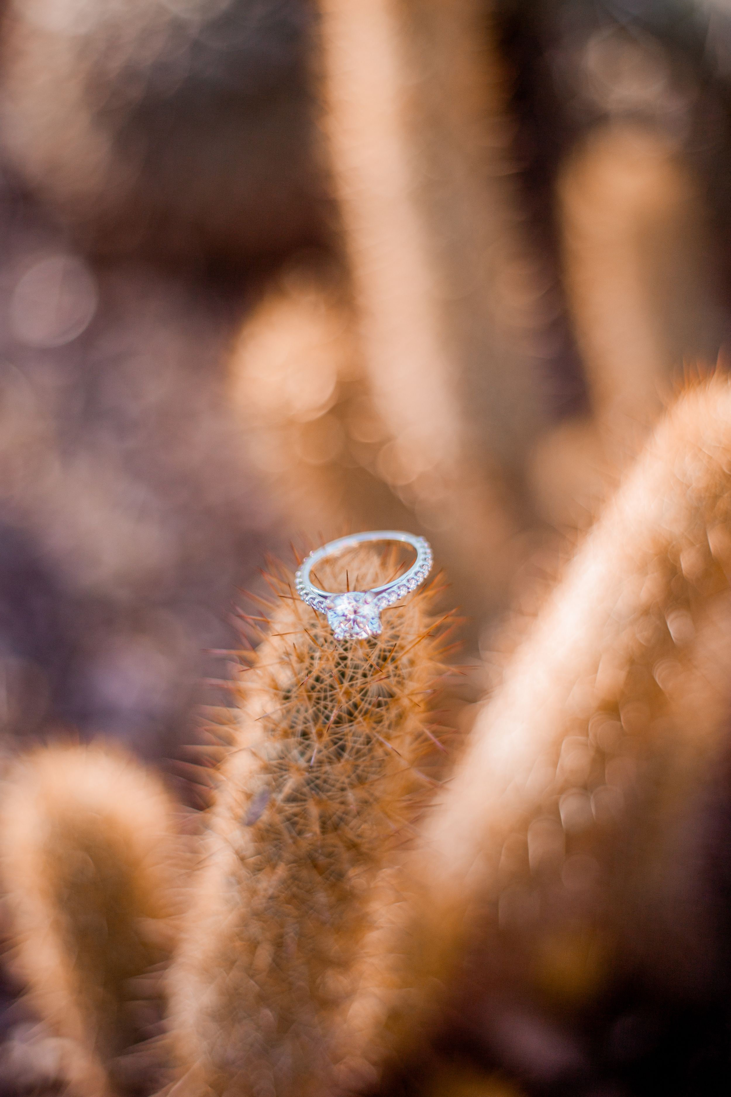 Diamond engagement ring perched artistically on dried wheat stalk in warm lighting.