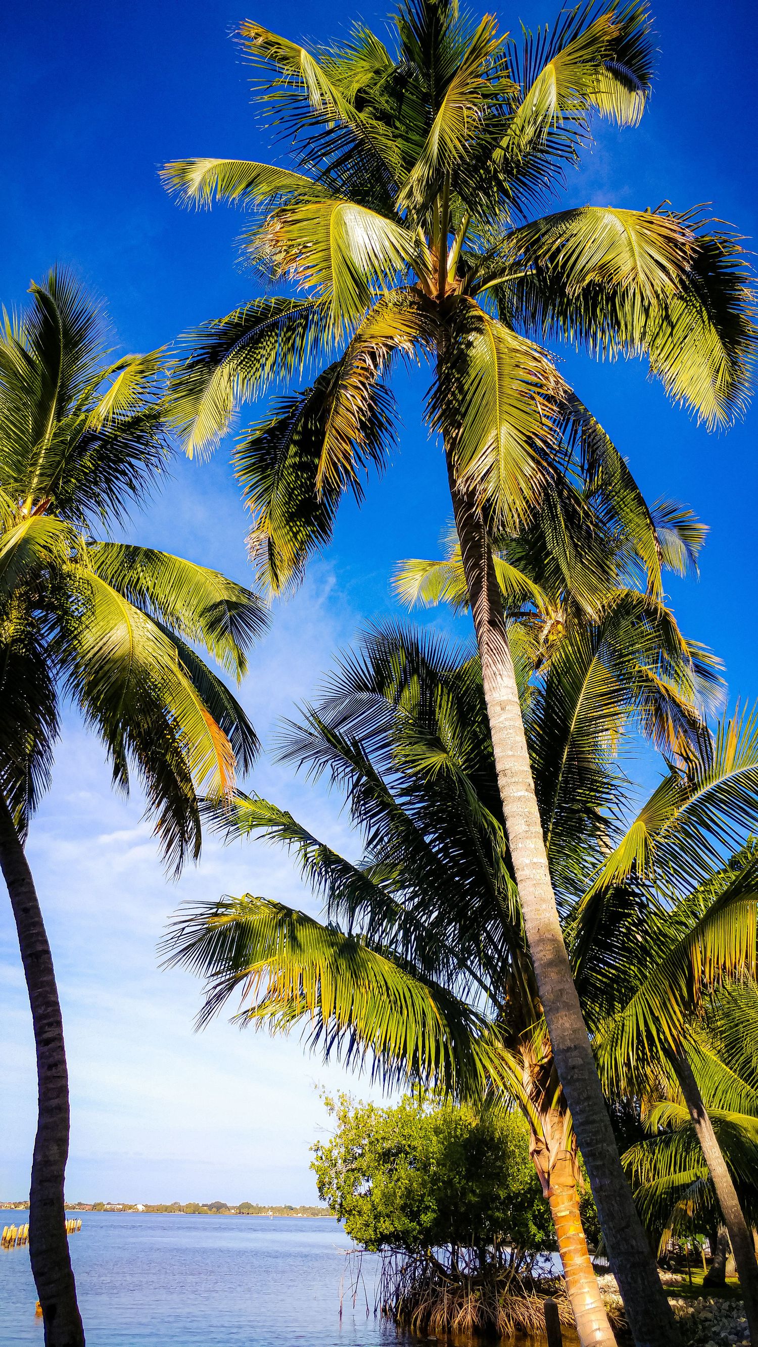 Tall palm trees with lush fronds against bright blue sky near tropical waters.