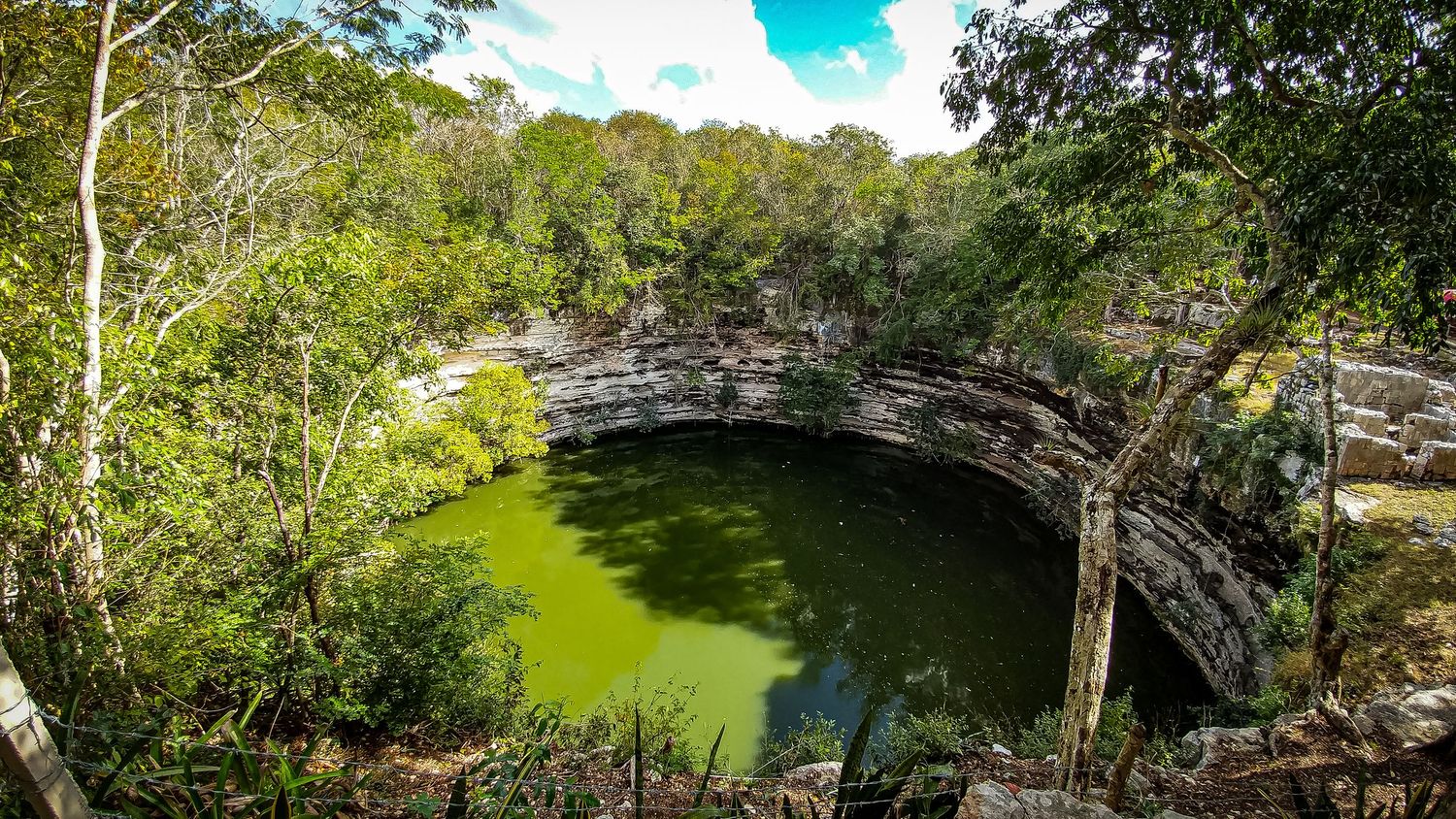 Natural limestone cenote with emerald green water surrounded by forest vegetation.