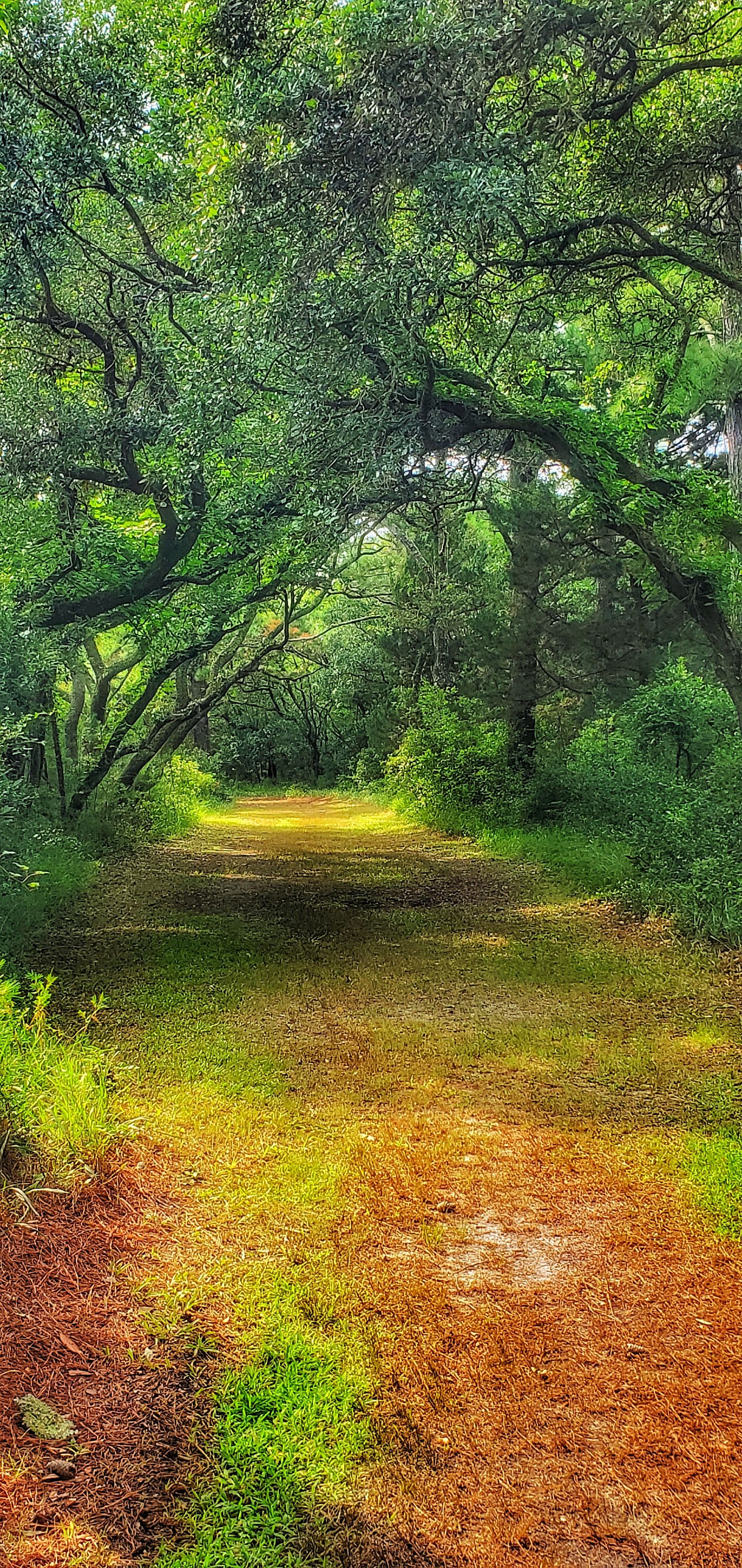 Tree-canopied trail creates natural tunnel through lush green forest.