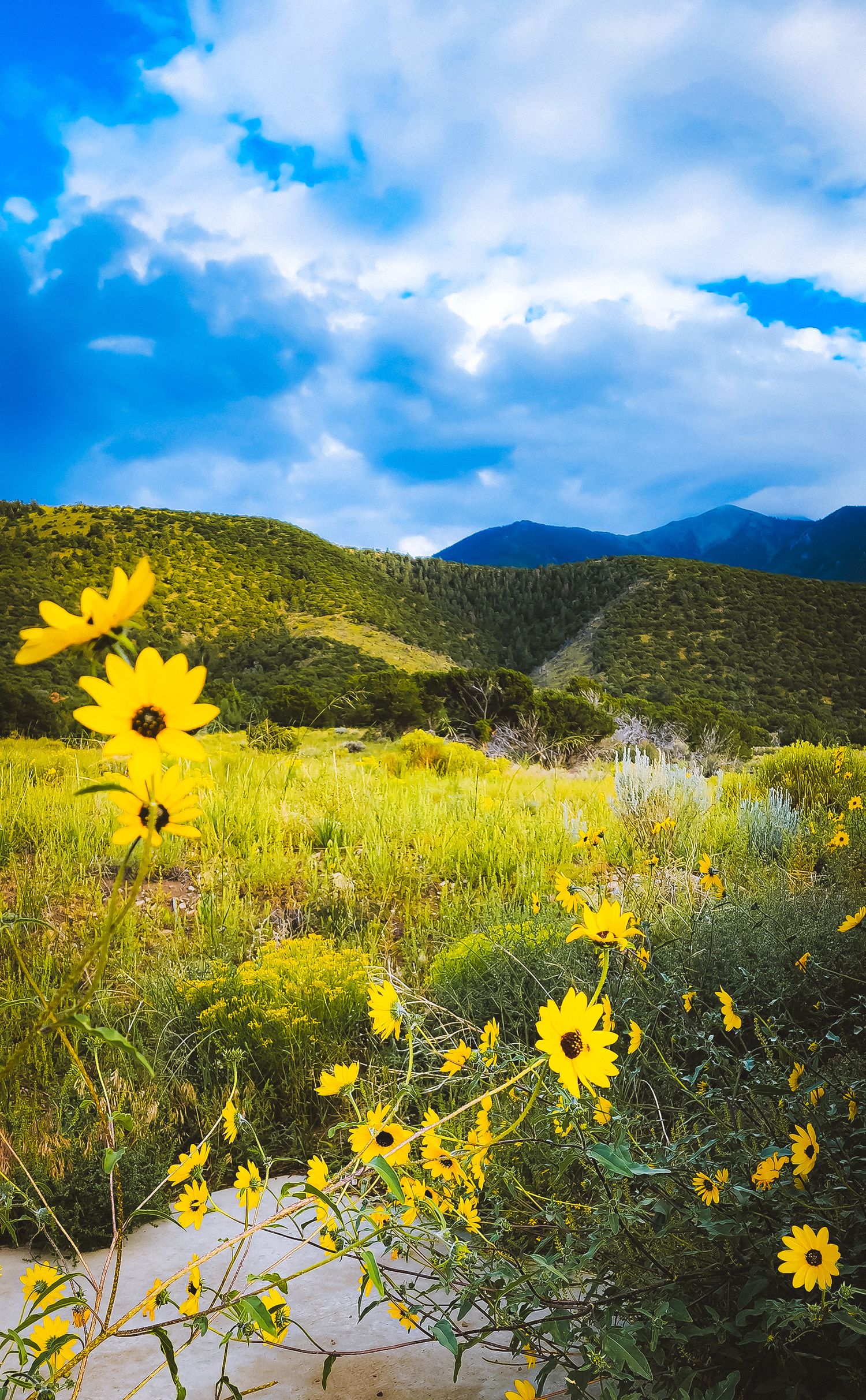 Vibrant yellow sunflowers bloom against mountain backdrop with blue skies and puffy clouds.