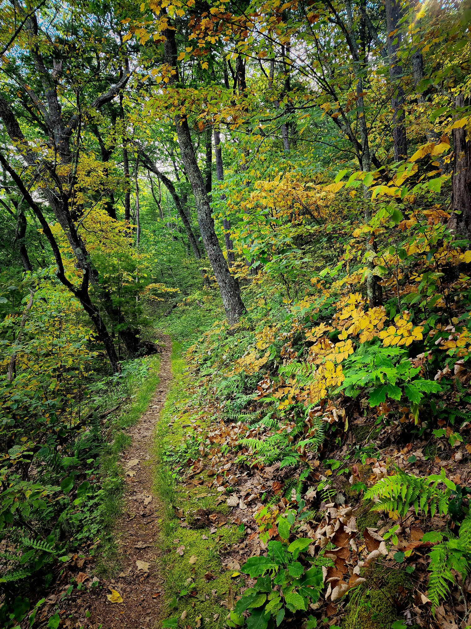Narrow hiking trail winds through autumn forest with yellow and green foliage.