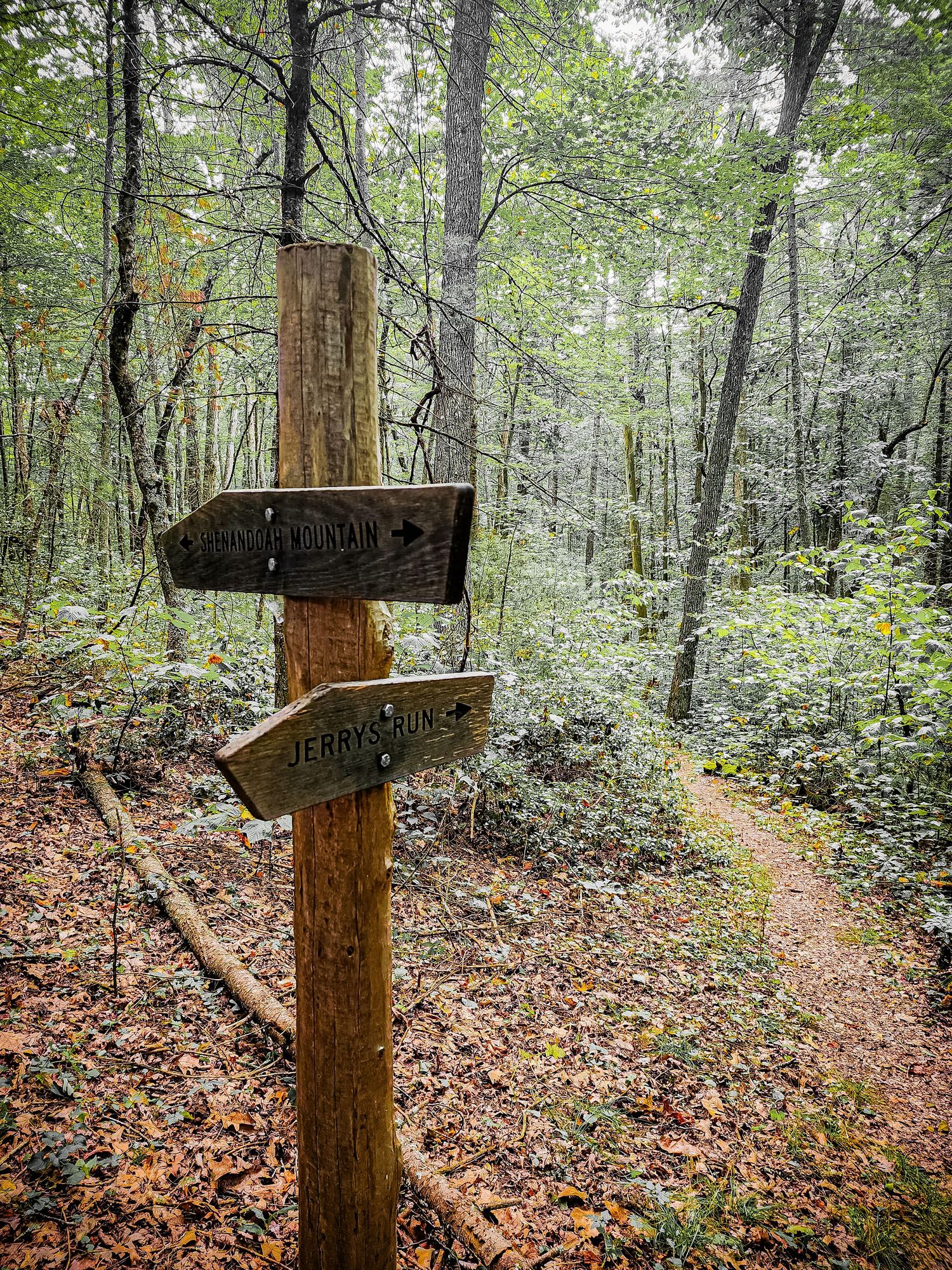 Wooden trail marker post with directional signs stands in misty forest.