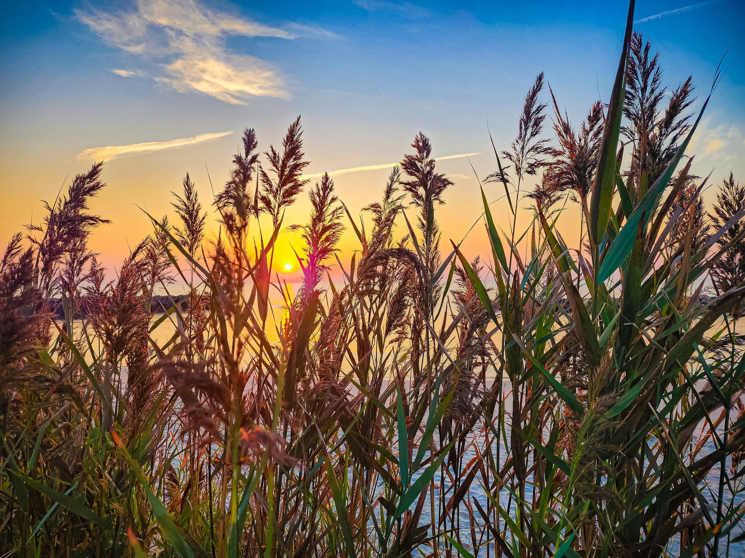 Tall reeds silhouetted against golden sunset sky over water.