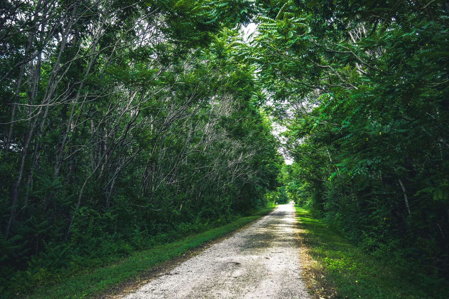 Tree-lined dirt path through lush green forest creates natural tunnel effect.