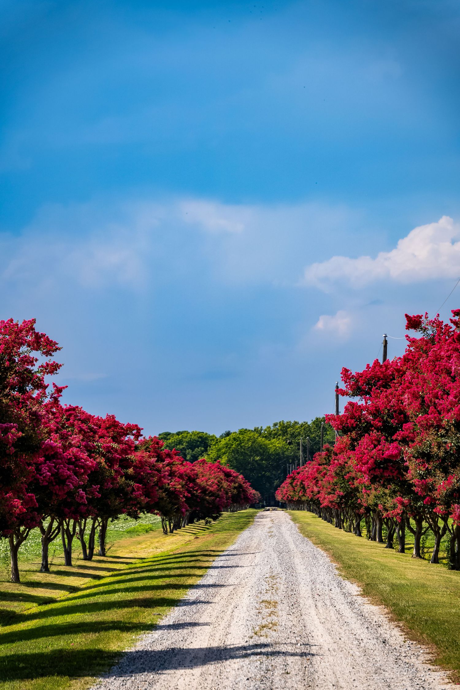 A gravel path lined with vibrant pink crape myrtle trees stretches into the distance under a bright blue summer sky.