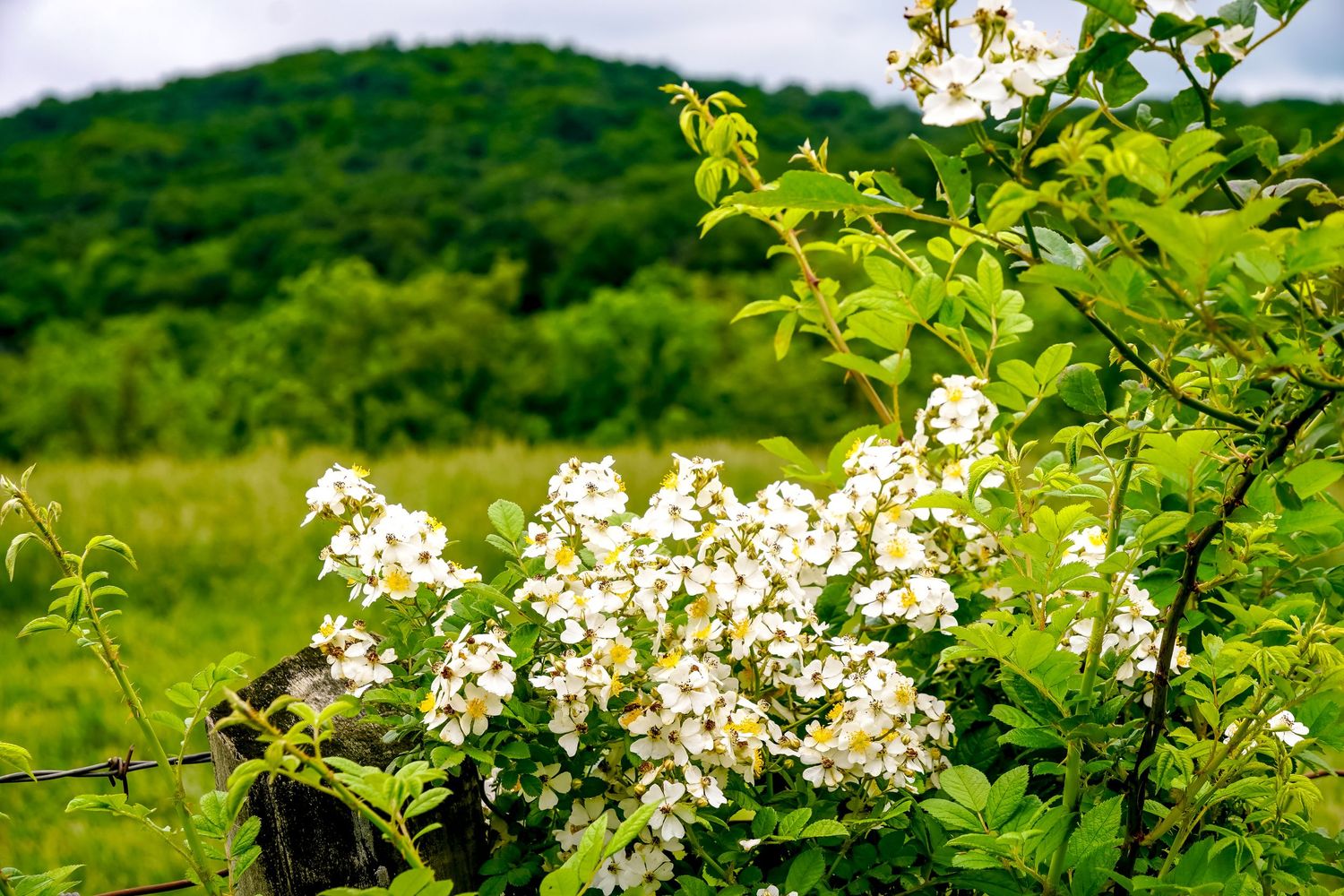 White flowering branches against vibrant green mountain backdrop in spring.