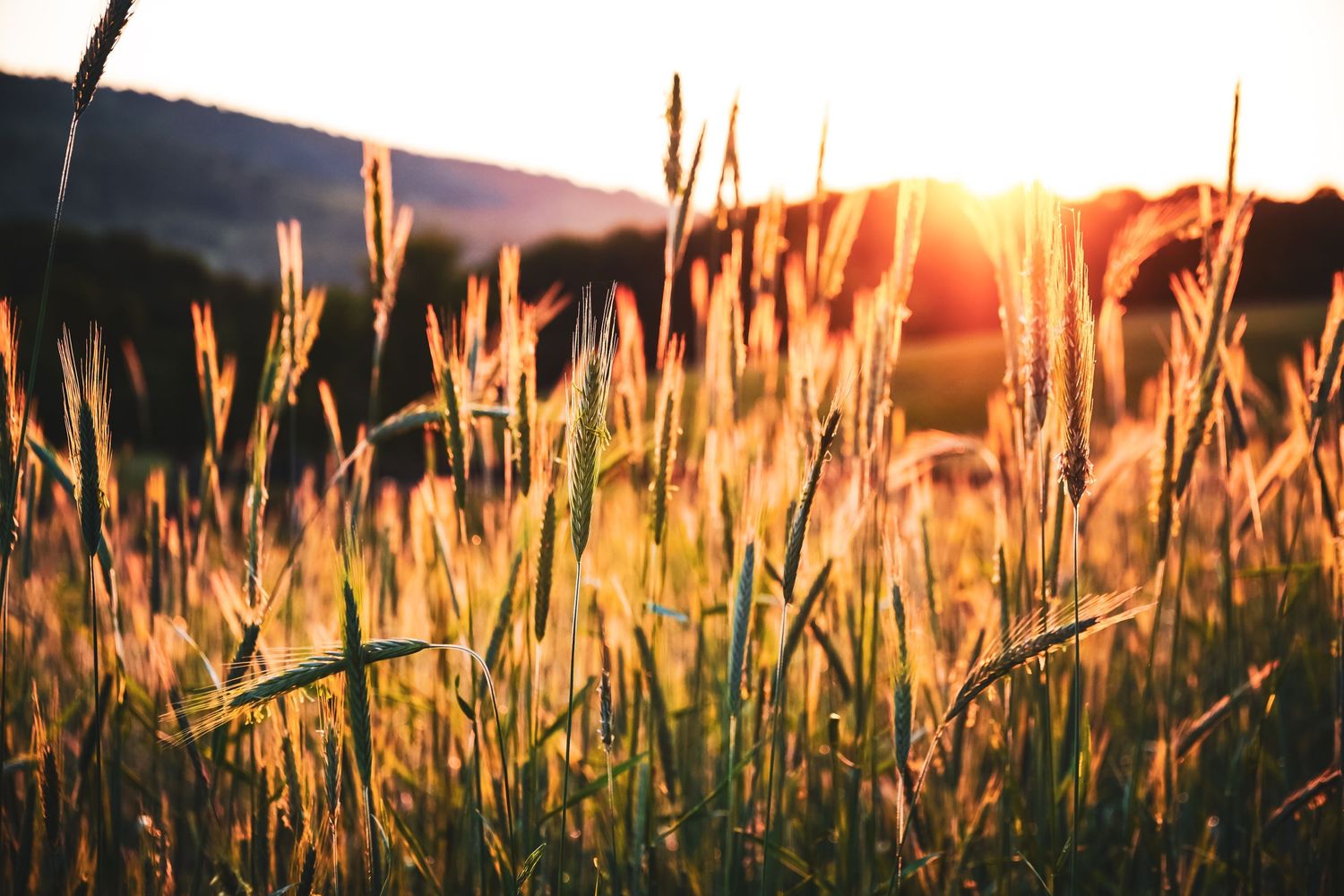 Golden wheat stalks backlit by setting sun creating warm glowing landscape at dusk.