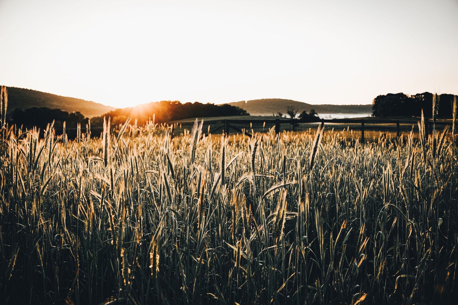 Sunlit wheat field at golden hour with mountains silhouetted in background.