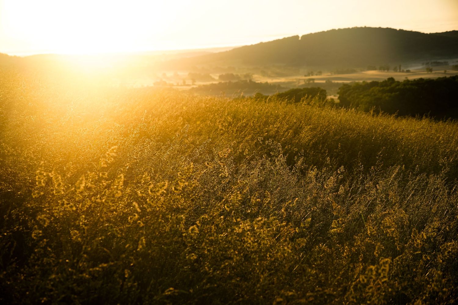 Golden grass field illuminated by dramatic sunset light with hills in background.