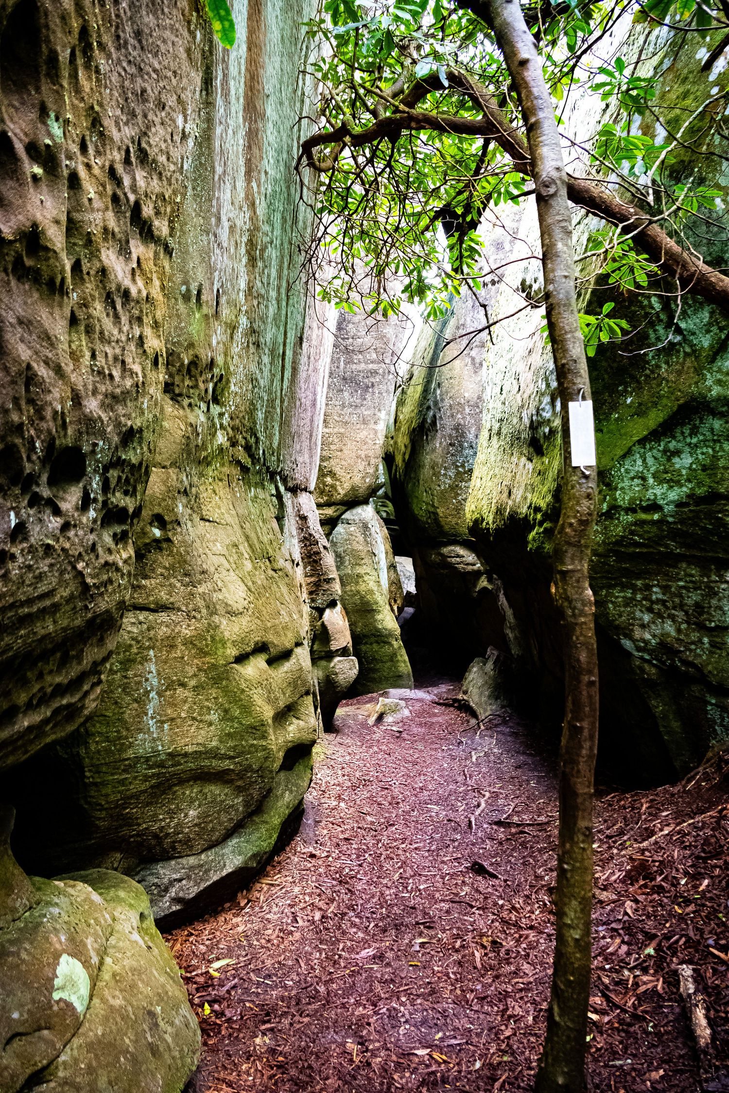 A narrow hiking trail winds through towering sandstone cliffs and green foliage in a natural canyon formation.