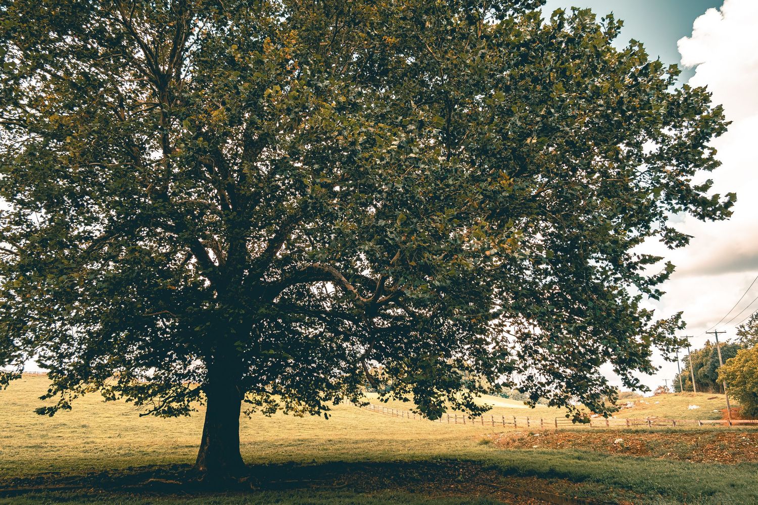 A majestic oak tree stands alone in a golden field under a cloudy sky during autumn.