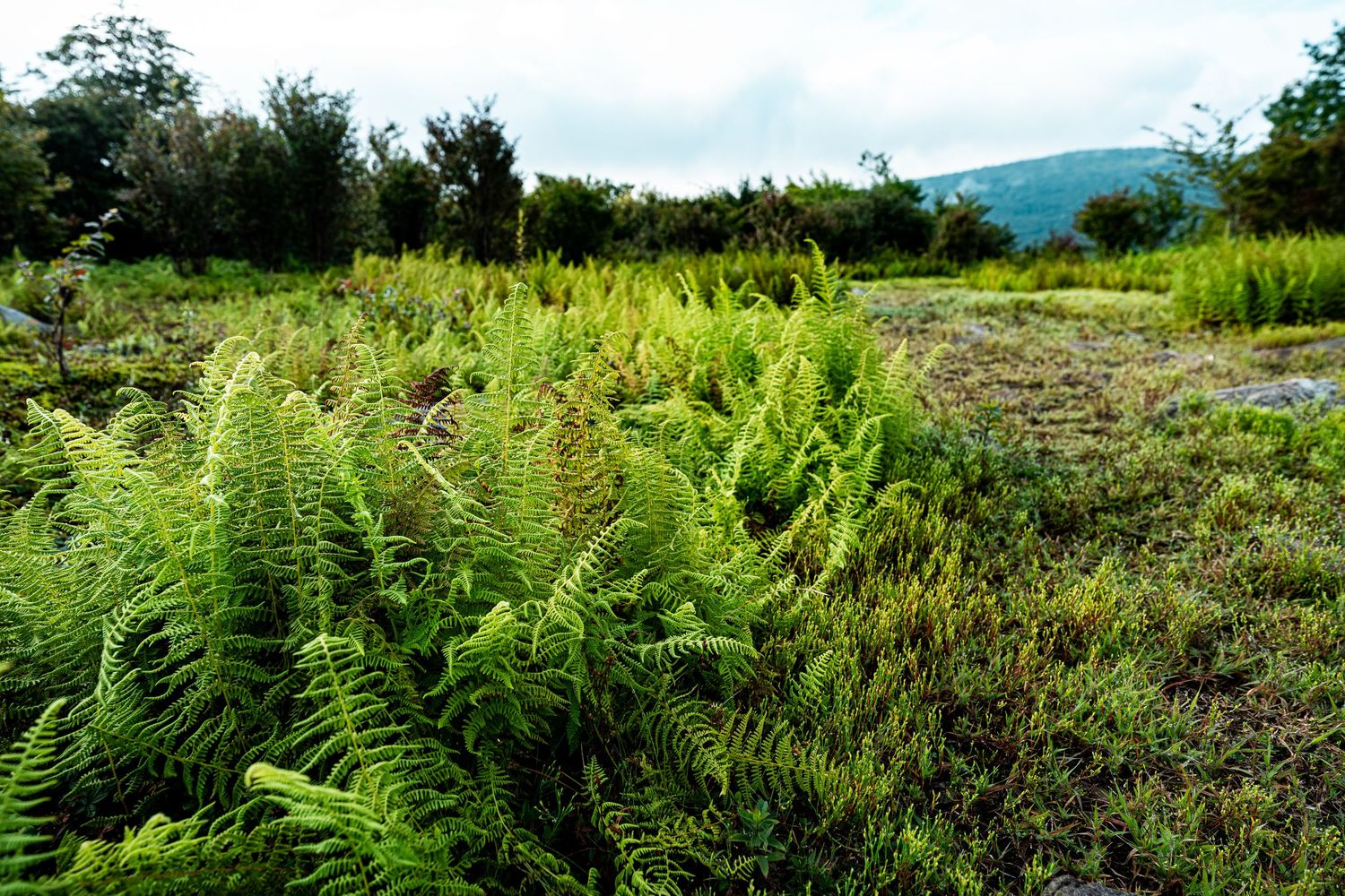 A panoramic view of lush green ferns and vegetation growing along a hillside with mountains in the distance.