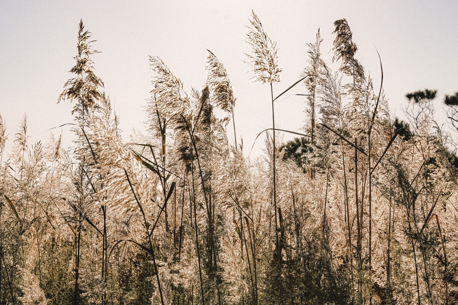Tall seagrass swaying in breeze against soft pastel sky.