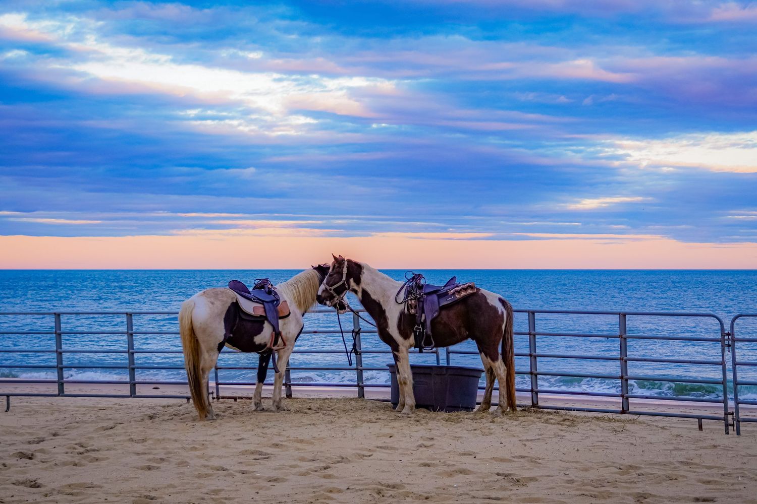 Two horses stand near metal railings on a beach at sunset.