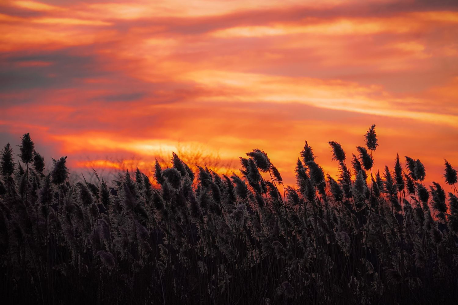 Silhouettes of tall grass against dramatic orange and red sunset sky.