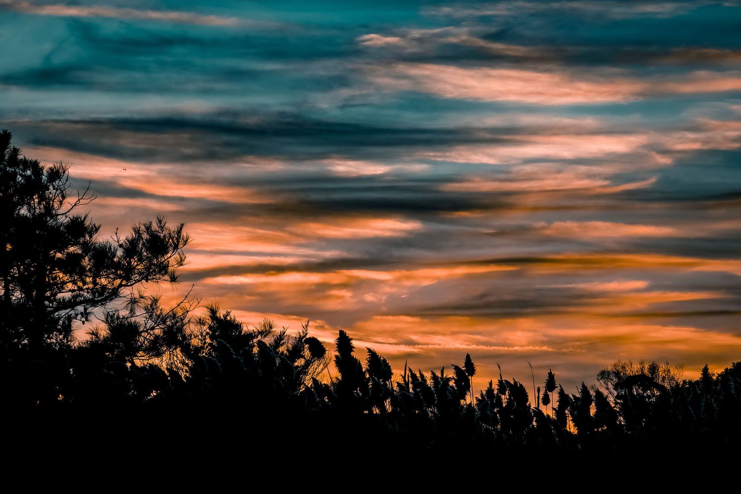 Dramatic sunset sky with dark silhouetted trees against streaky orange and turquoise clouds.