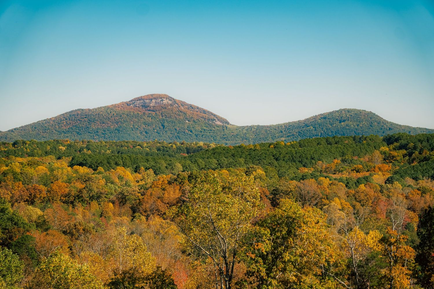 Autumn mountain landscape showing vibrant yellow foliage against mountain peaks and bright blue sky.
