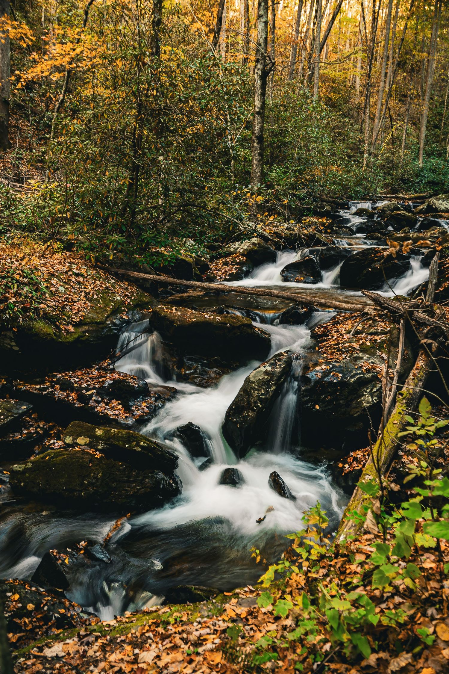 Small forest stream tumbling over mossy rocks with fallen autumn leaves and vibrant foliage.