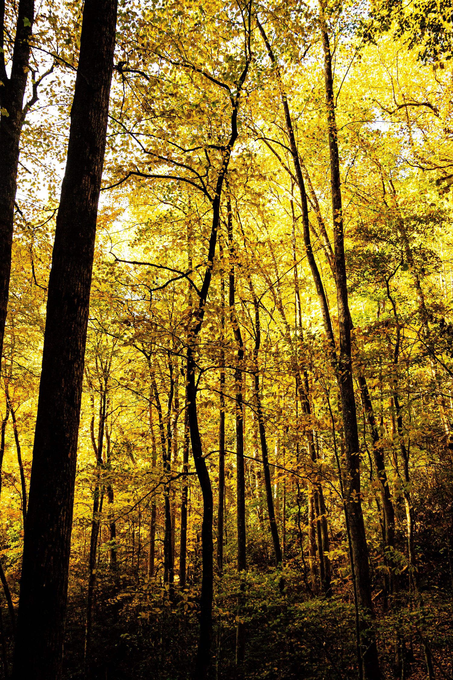 Golden sunlight filters through tall yellow autumn trees creating a warm ethereal glow in the forest.