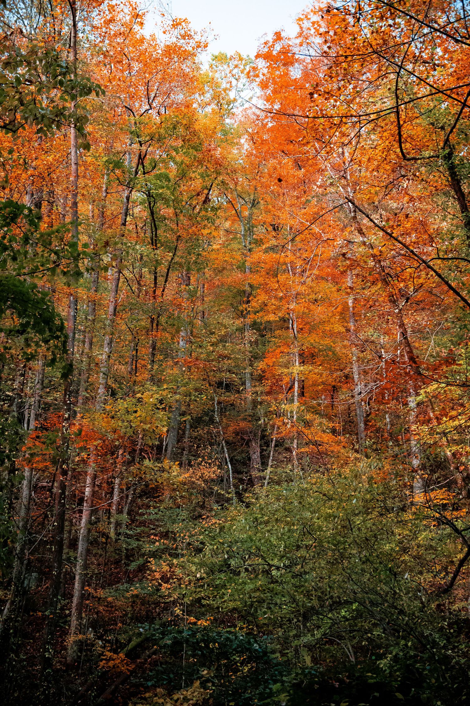 Vibrant orange and red fall foliage creates a colorful canopy in a dense autumn forest.