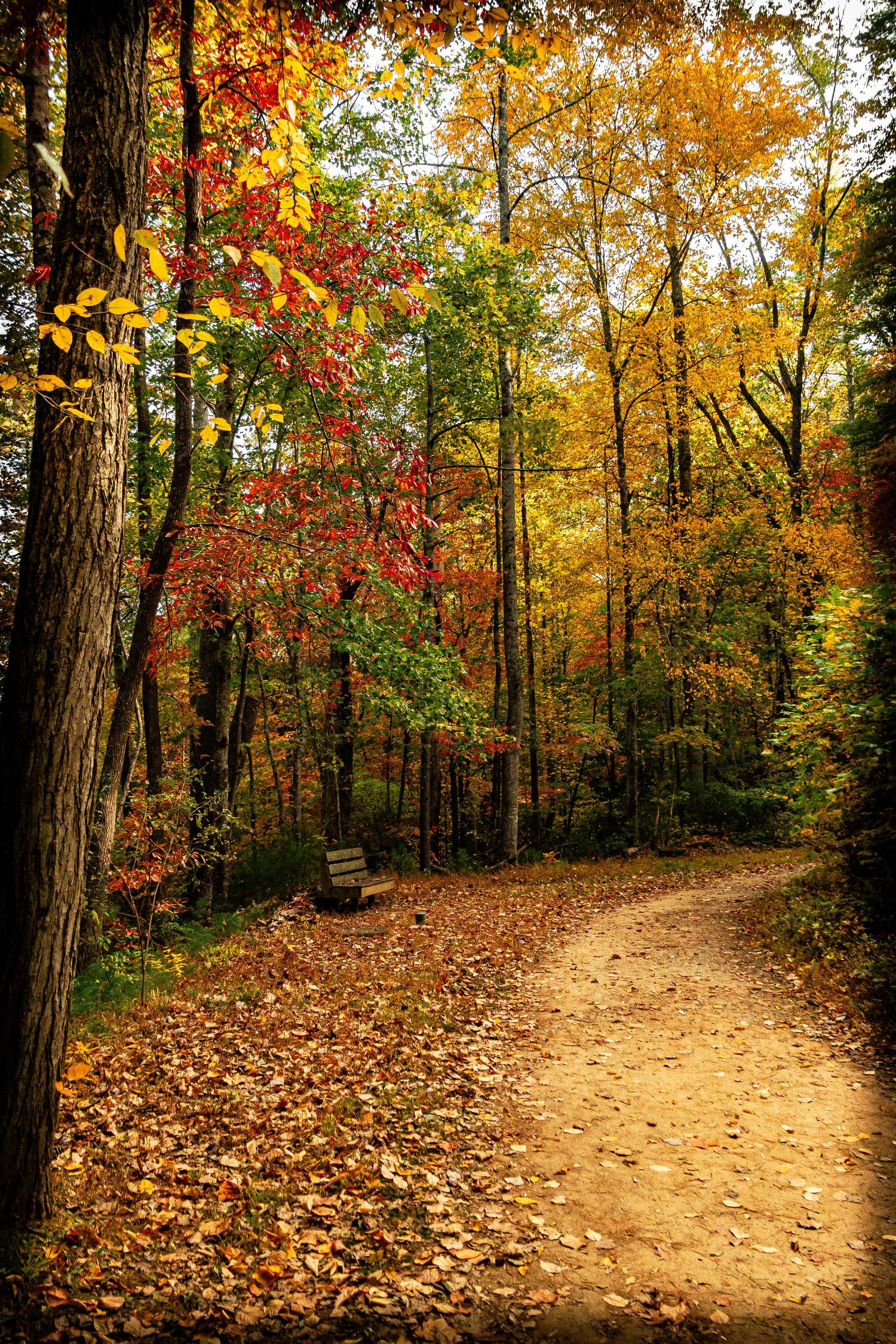 Winding dirt path through autumn woods covered in fallen leaves with golden and red foliage overhead.