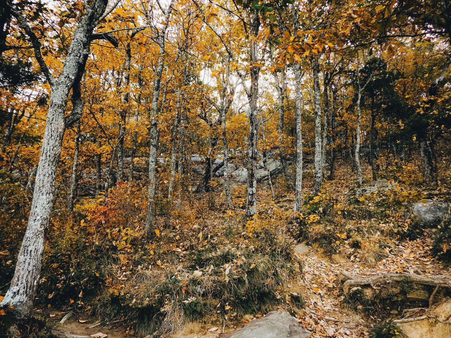 Rocky hillside dotted with golden autumn trees and exposed boulders in mountain terrain.