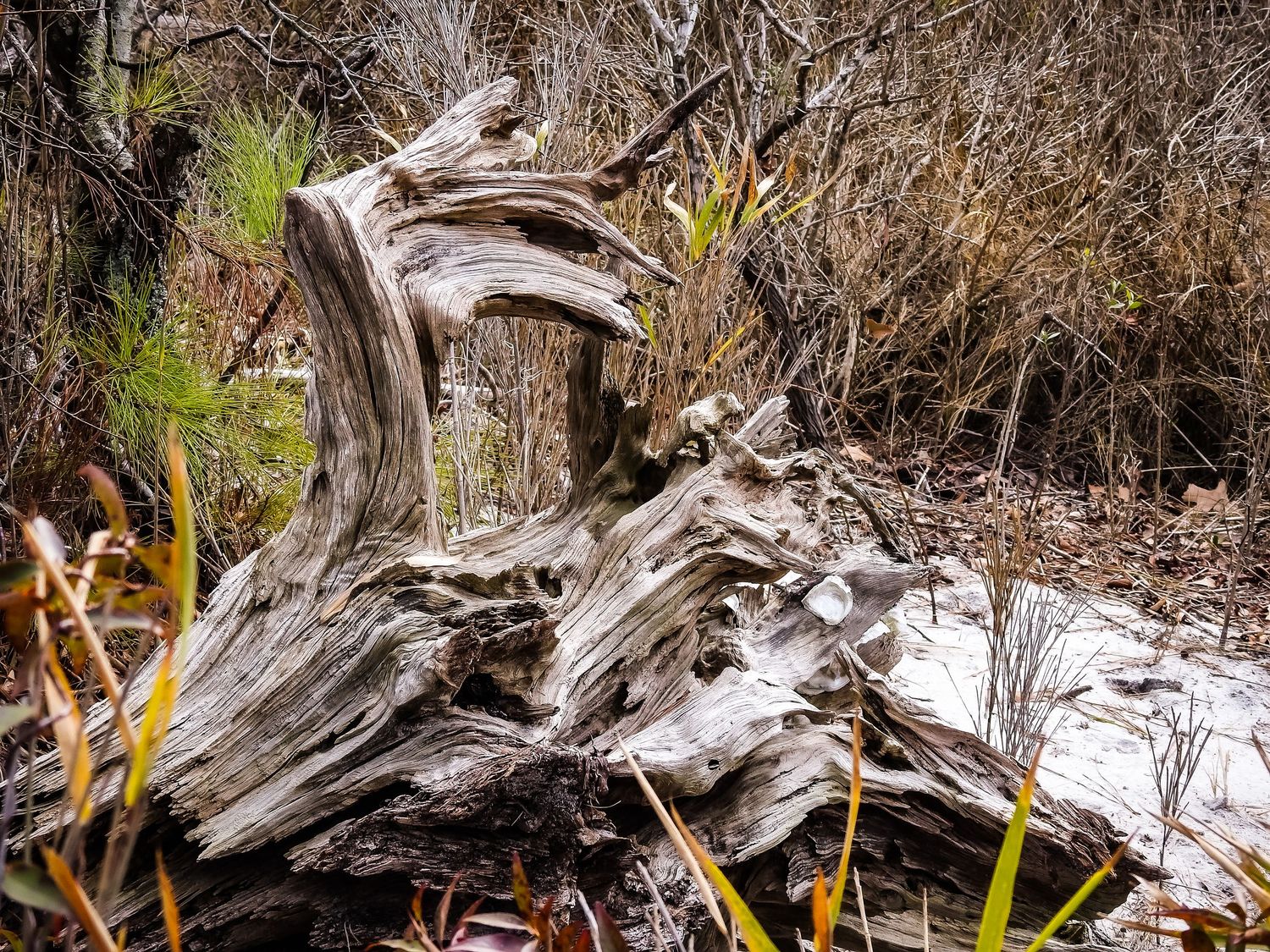 Weathered driftwood and dried vegetation in a natural woodland setting.