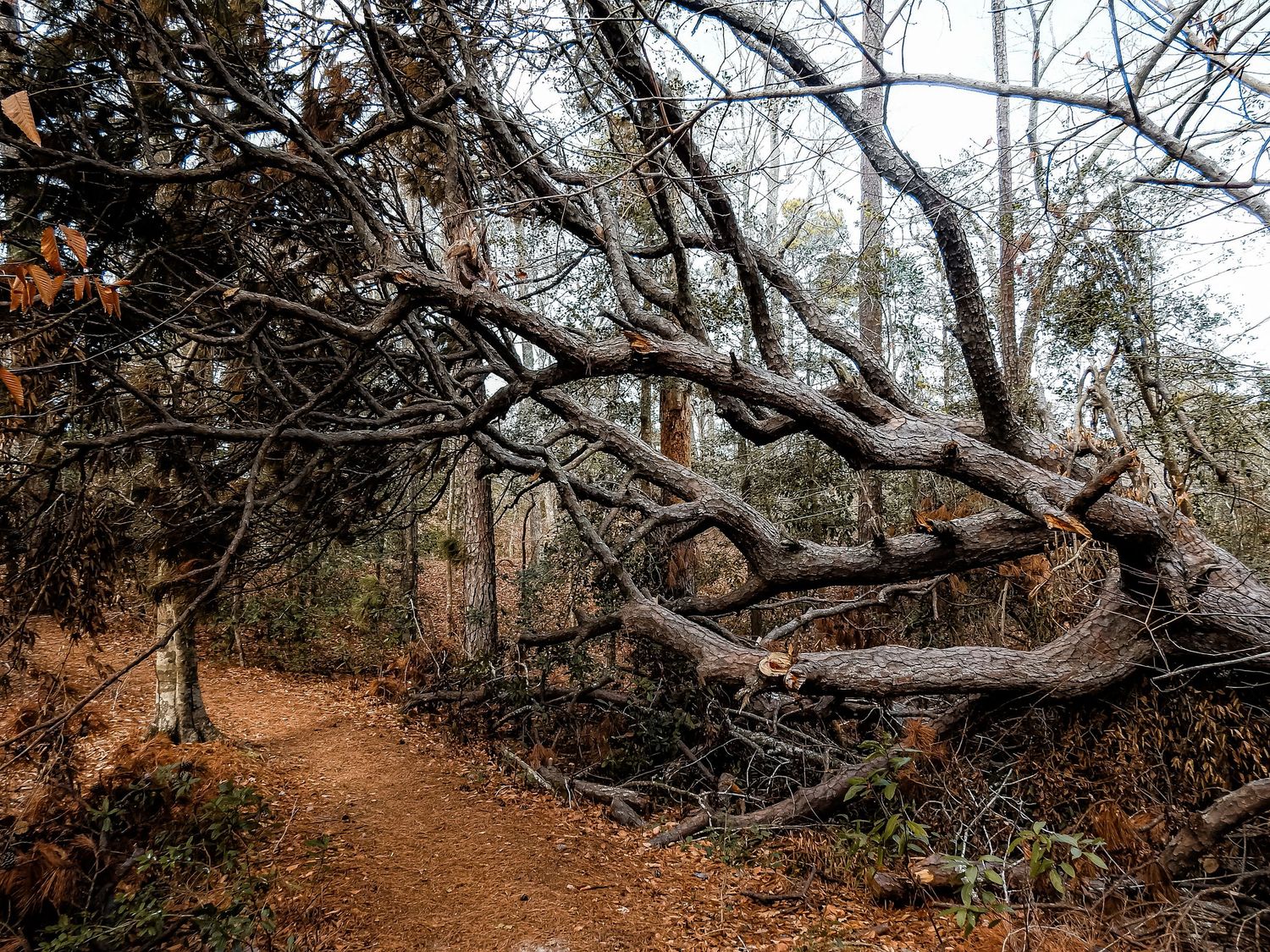 Fallen tree trunk stretches across a dirt hiking trail in an autumn forest.
