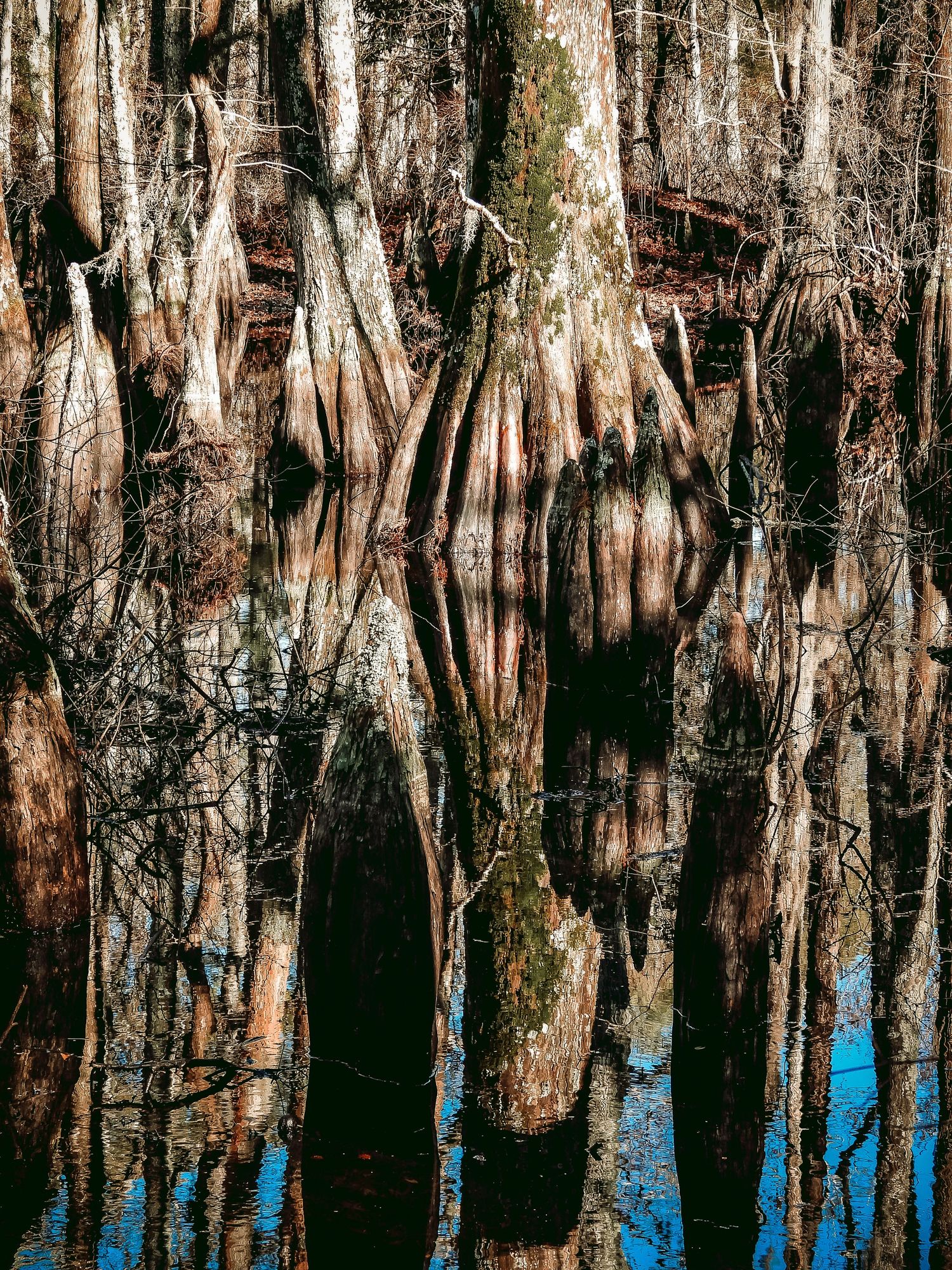 Cypress tree trunks reflected in still swamp water creating mirror-like pattern.