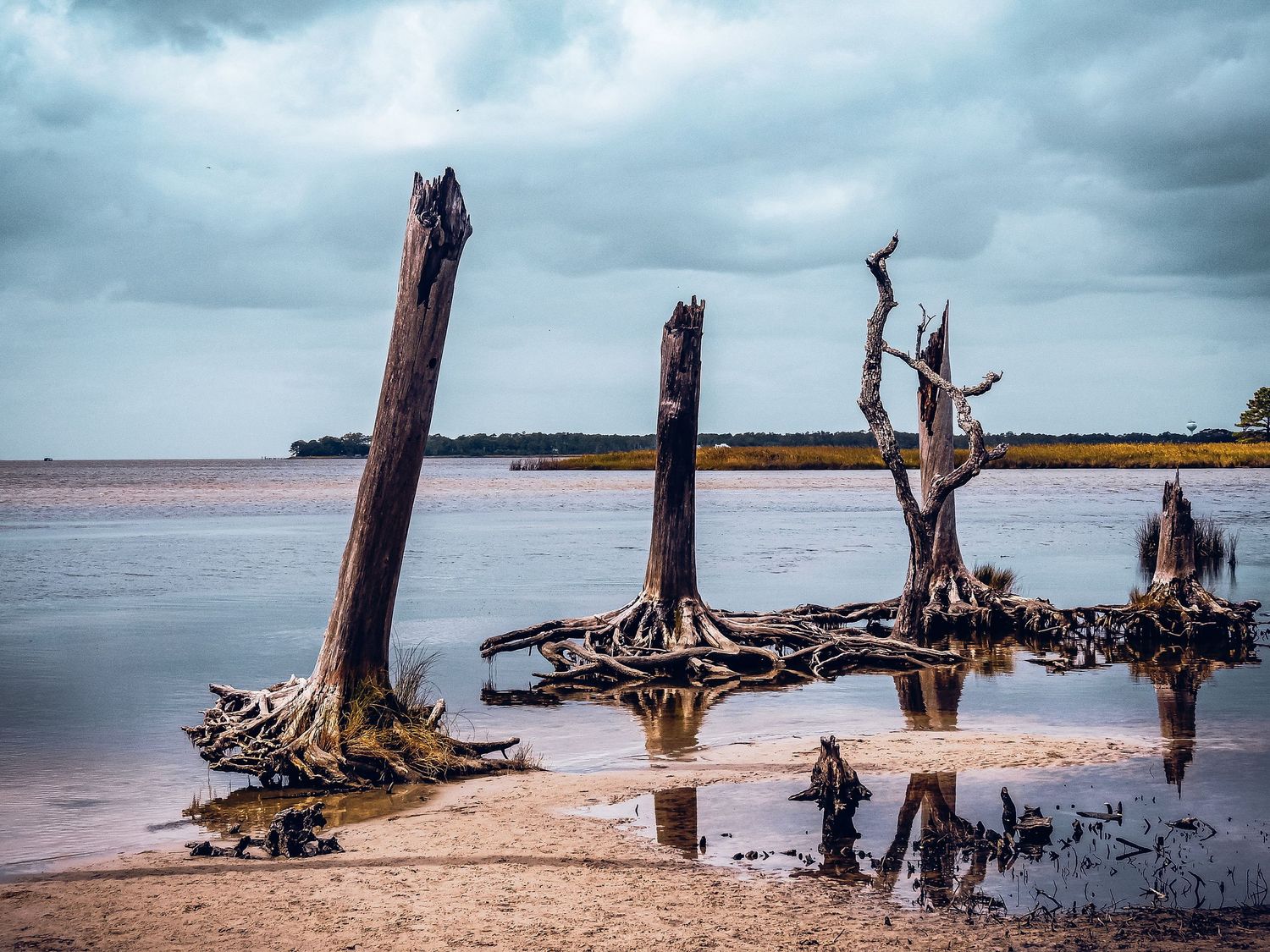 Dead tree stumps standing in shallow coastal waters under moody sky.