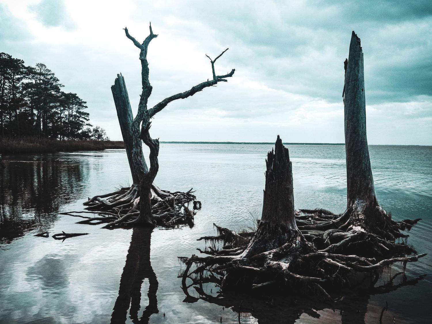 Stark dead trees rise from still waters against moody gray skies in haunting monochrome composition.