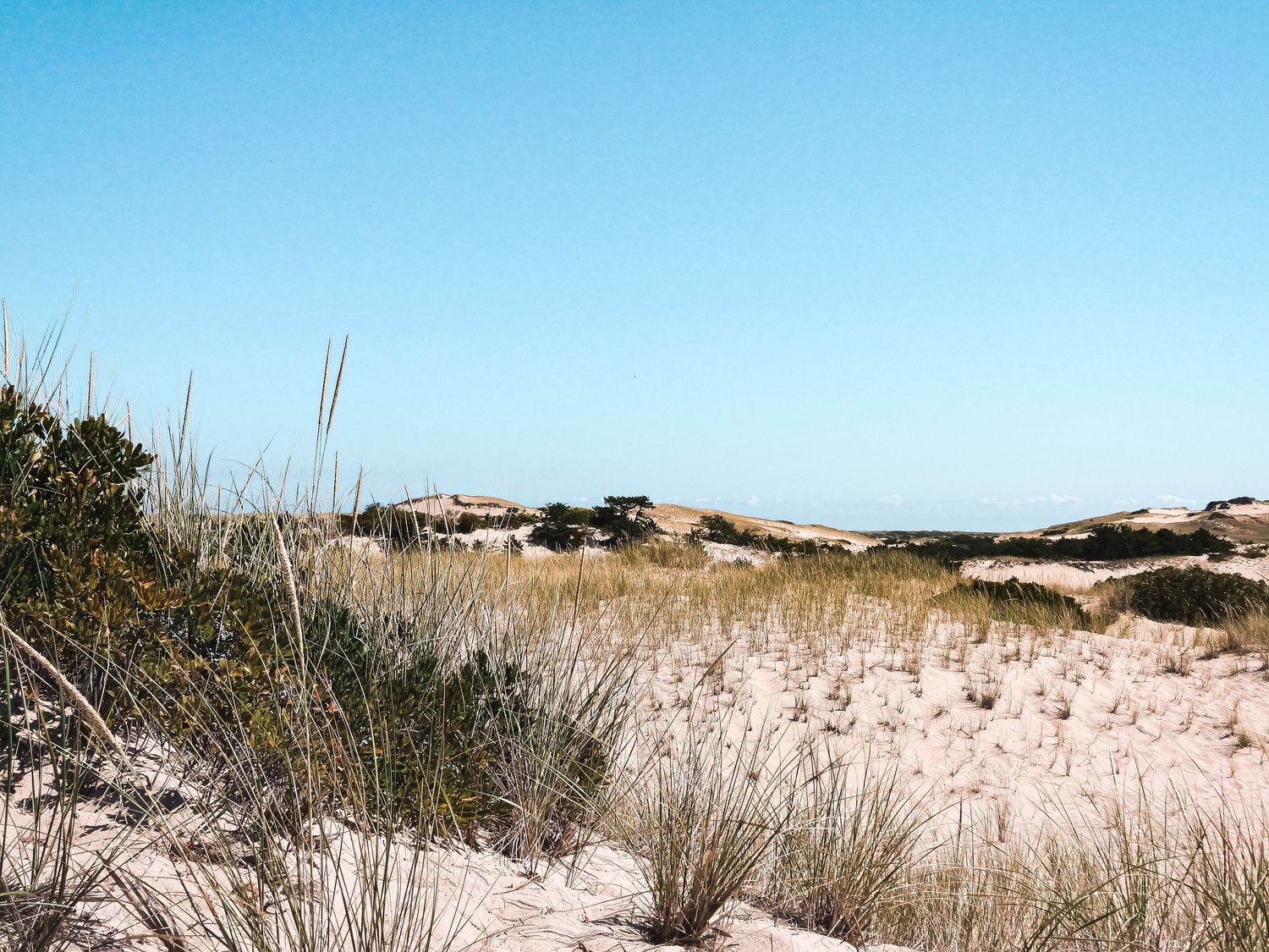 Panoramic view of sandy beach dunes with tall grass swaying in the breeze against a bright blue sky.