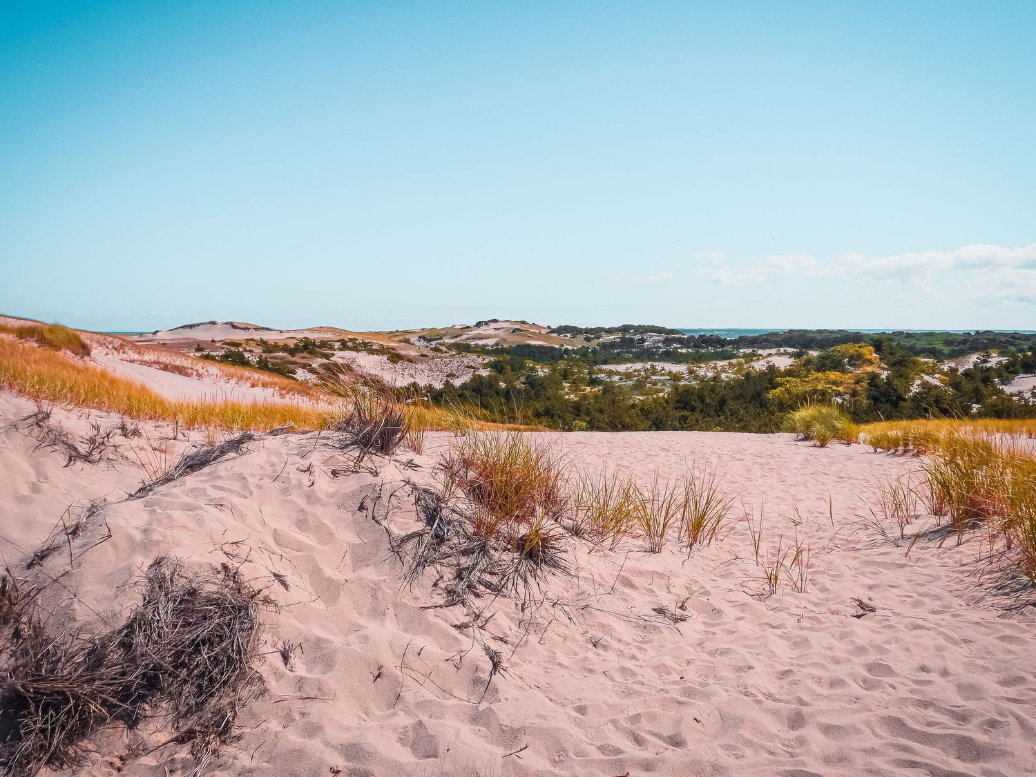 Panoramic view of sandy beach dunes with tall grass and coastal vegetation against a blue sky on a sunny day.