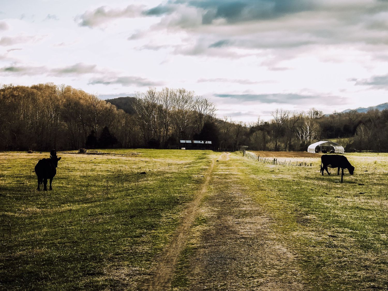 Dirt path through a pastoral field with cows grazing beside split-rail fences on an overcast day.