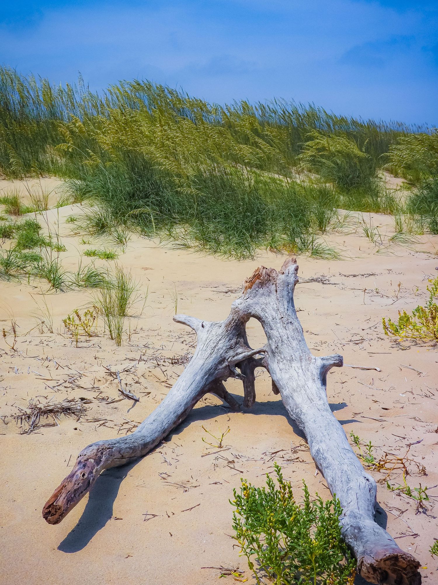 Sun-bleached driftwood creates natural arch formation on sandy beach with sea grass in background.