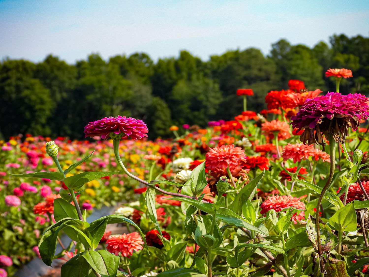 Vibrant pink and red zinnias bloom in garden with lush green foliage and trees in background.