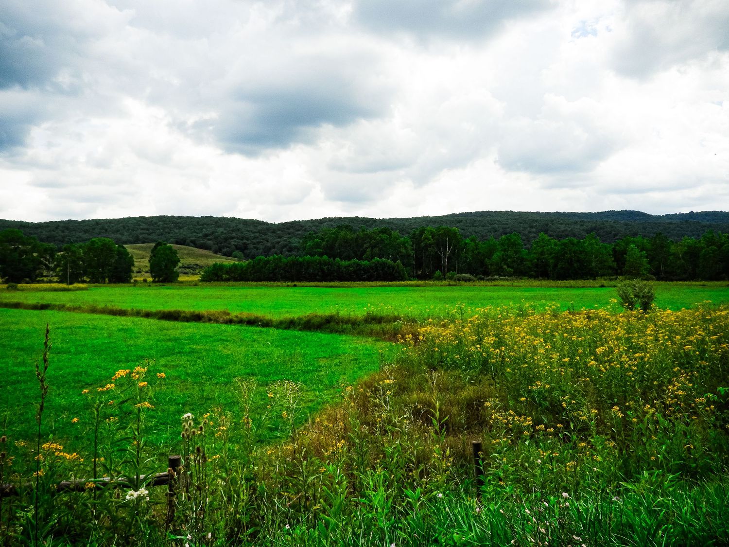 Rolling green meadows with wildflowers against forested hills under cloudy sky.