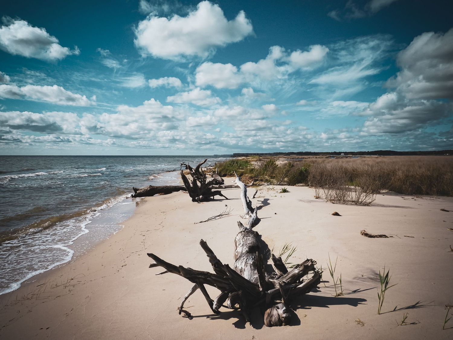 Dramatic driftwood on sandy beach with waves and puffy clouds in teal sky.