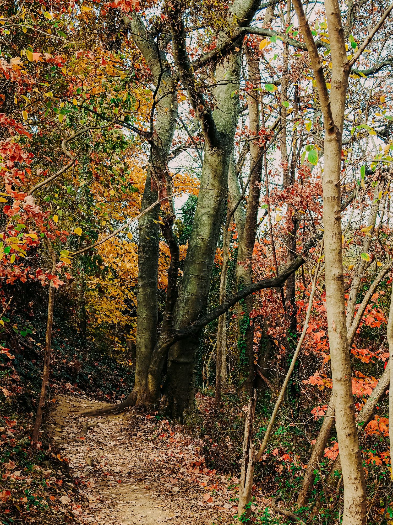 Winding forest trail through tall trees with colorful fall leaves.